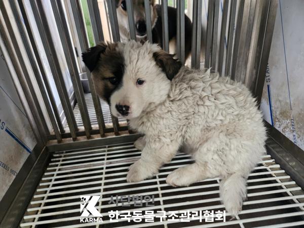 한국동물구조관리협회_441406202500167